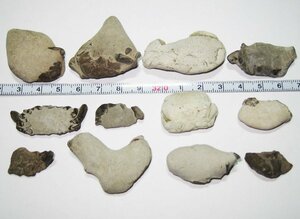 日本の化石　千葉県幕張のカニ化石ノジュール/１２個セット