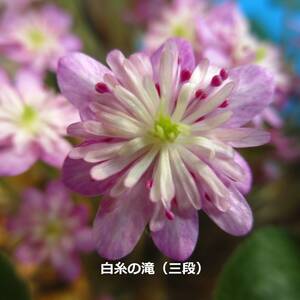 雪割草　銘品　白糸の滝　二段　２芽