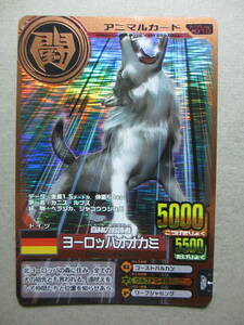 百獣大戦　アニマルカイザー　金枠カード　ヨーロッパオオカミ　　　A-A-1　