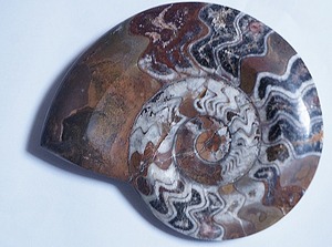 貝殻.化石.アンモナイト.モロッコ産化石　13cm　