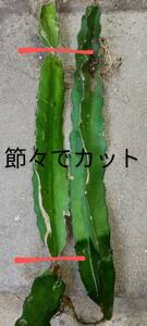 沖縄県　レッド　ドラゴンフルーツの苗　大きくて太めの苗　６本　無農薬栽培