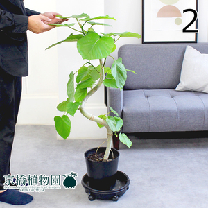 【現品】フィカス・ウンベラータ 曲がり 7号 黒鉢（2）Ficus umbellata