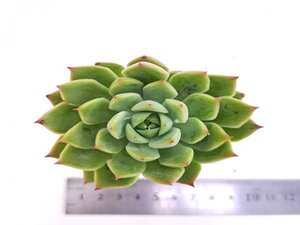 【116】多肉植物根付き苗 200品目出品！100円スタート！【レイウォース】（エケベリア）