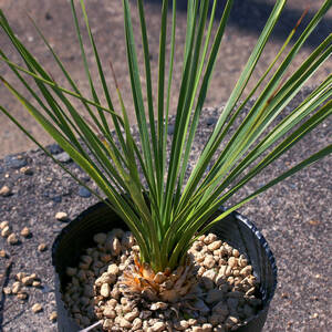 ユッカ・トムソニアナ Yucca thompsoniana トンプソンユッカ 根塊ユッカ ∂∂∂