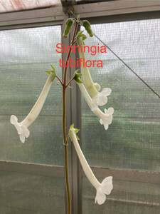 ① 上海の女王　Sinningia tubiflora