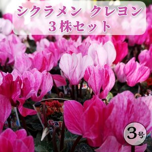 花色おまかせ ミニシクラメン クレヨン 3号 ３株セット 耐寒性 寄せ植え