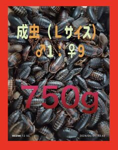 《SALE価格》　デュビア　成虫　Ｌサイズ　♂ ♀ 混合　750g 死亡保証＋１割