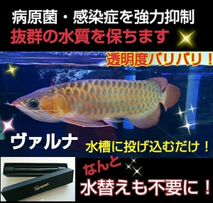 アロワナの飼育者が絶賛！水槽の水が綺麗になります【ヴァルナ8センチ】透明度がアップし有害物質を強力抑制！生体が活性化！水替え不要に