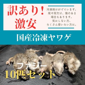 ●売切再入荷無●訳あり激安！　国産冷凍ヤワゲネズミ　プチラット　ファジー　10匹セット ボールパイソンなどに最適　匂い強い&食べます