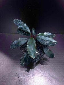 Bucephalandra sp. Siliver gray 水上葉1株　ブセファランドラsp．シルバーグレー