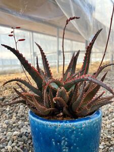 アロエ 連棘タイプ 子株5個付き Aloe 多肉植物