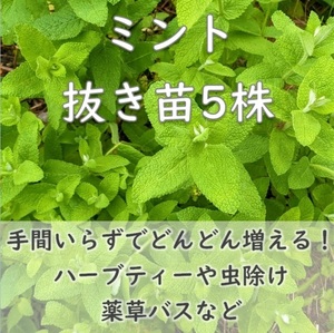 送料無料◆ミント抜き苗5本 虫除けハーブ お風呂/ハーブティー/芳香剤などに 良い香り 耐寒性 宿根草 園芸 ガーデニング