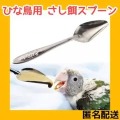 ✨インコ ひな 雛 鳥 スプーン さし餌 手乗り