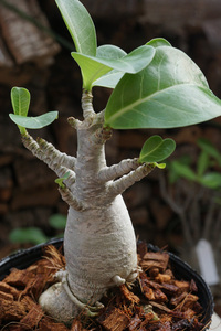 　Adenium arabicum (管理番号：ar16）アデニウム　アラビカム