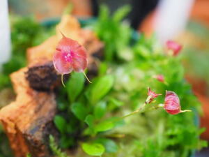 01/20 Lepanthes.tsubotae ステム有り！！ 入賞個体セルフ苗 熱帯植物人気種 レパンテス 洋蘭 原種 テラリウム パルダリウム