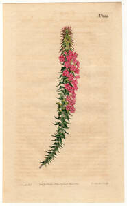 1809年 手彩色 銅版画 Curtis Botanical Magazine no.1199 ツツジ科 エパクリス属 EPACRIS PUNGENS(var.) RUBRA