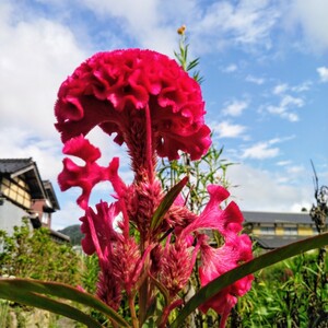 トサカケイトウ 種 200粒 鶏頭 ケイトウ 切り花 ドライフラワー 花種 種子 2024年採取 同梱可