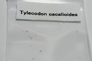 Tylecodon cacalioides チレコドン カカリオイデス 鐘鬼 約50粒