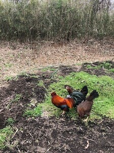 地頭鶏　平飼い　食用有精卵　6+α個 食用可