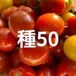 ミニトマト種子50粒