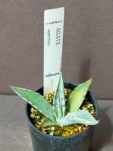 アガベ　アスペリーマ　Agave asperrima