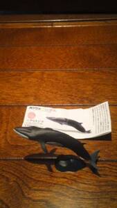 カプセルＱ 日本の動物 Ⅳ ニタリクジラ