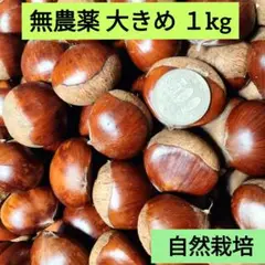 生栗 無農薬 大きめ1Kg