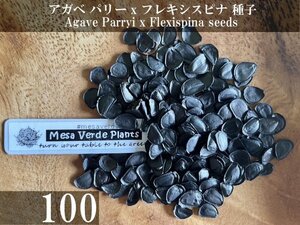 アガベ パリー x フレキシスピナ 種子 100粒+α Agave Parryi x Agave Flexispina 100 seeds+α 種