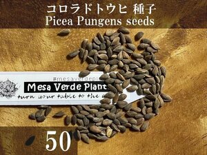 コロラドトウヒ 種子50粒+α Picea Pungens 50 seeds +α プンゲンストウヒ ブルースプルース