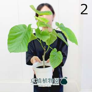 【現品】フィカス・ウンベラータ 5号（2）Ficus umbellata