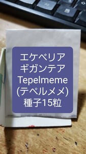 エケベリア　ギガンテア, Tepelmeme テペルメメ　種子15粒