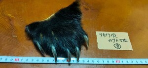 ●熊の爪●ツキノワグマの爪 5本（肉球付）⑧ 月の輪熊 月輪熊 ベアークロー 熊 クマの手 熊の手 くまの爪 クマの爪 熊の手 アクセサリー
