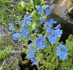 お花の種セット