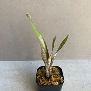 ビルベルギア ハイブリッドBillbergia hybrid D16