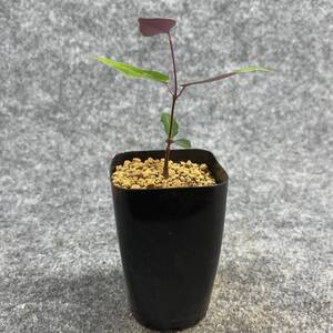 【鉢ごと発送】ペトペンチア ナタレンシス / Petopentia natalensis /【実生】/ 2号鉢 / 【現品】24-7-23-37