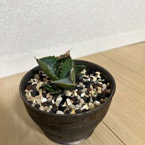 ディアボロビアンコ　TC アガベ　チタノタ　 agave 台湾株 検索用清櫻 大白鯊 皇冠 悪魔くん SAD 白犀牛 スナグルトゥースハデス