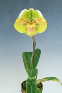 洋蘭 パフィオ TA11878 Paph. Emerald Crazy 