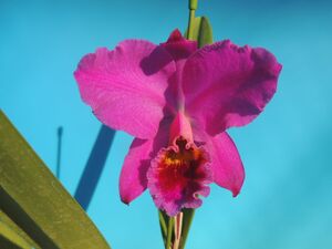 T♪洋蘭　Cattleya percivaliana f.marmolada x sib. カトレア　 洋ラン