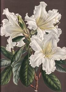 フランスアンティーク 博物画 植物画『※植物名記載なし』 多色刷り石版画　ボタニカルアート
