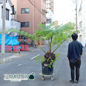 【現品】リュウビンタイ/羊歯（シダ） 口径約50cm鉢（1）Angiopteris lygodiifolia