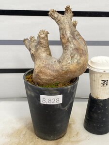 8828 「塊根植物」パキポディウム エニグマティクム 植え【発根・Pachypodium enigmaticum・多肉植物】