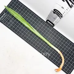 サンスベリア グイネンシスマノリン サンセベリア sansevieria