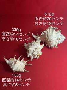 テングガイ 天狗貝 クモガイ 貝 貝殻 標本 自然 海 水槽 オブジェ インテリア 置物 トマリリスト