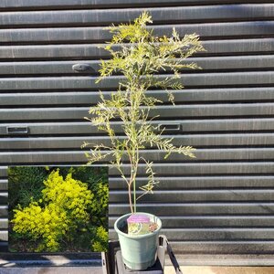 ● アカシア ブリスベーンワトル ● フィンブリアタ ● Acacia fimbriata● 5号 ● 75cm ● 記念樹 ●