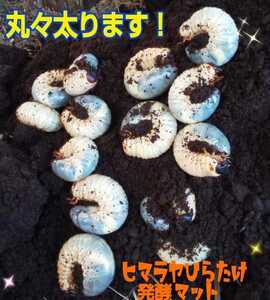 カブトムシ幼虫が丸々太ります！改良版！ヒマラヤひらたけ発酵マット【20L】栄養添加剤入り☆卵もたくさん産みます！雑虫もわきません！