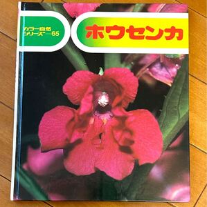 ホウセンカ　カラー自然シリーズ６５　文　小田英智　写真 佐藤有恒　偕成社　