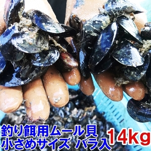 小さめサイズ 釣り餌に★ムラサキイガイ小さめ１４ｋｇ 冷凍品イガイ カラス貝 ムール貝 釣りエサクロダイ 黒鯛 チヌ 石鯛★