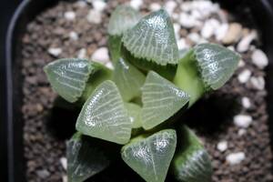 D.W.×コンプト　Haworthia　ハオルチア