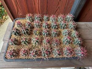 4.フェロカクタス 刈穂玉　Ferocactus gracilis 実生　ケース販売