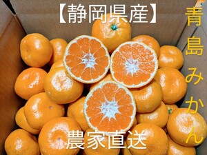 １円スタート【青島みかん】5キロ　L〜3Lサイズ　大玉多め　みかん　静岡県西浦産　農家直送　 家庭用 フルーツ みかん 格安販売　激安